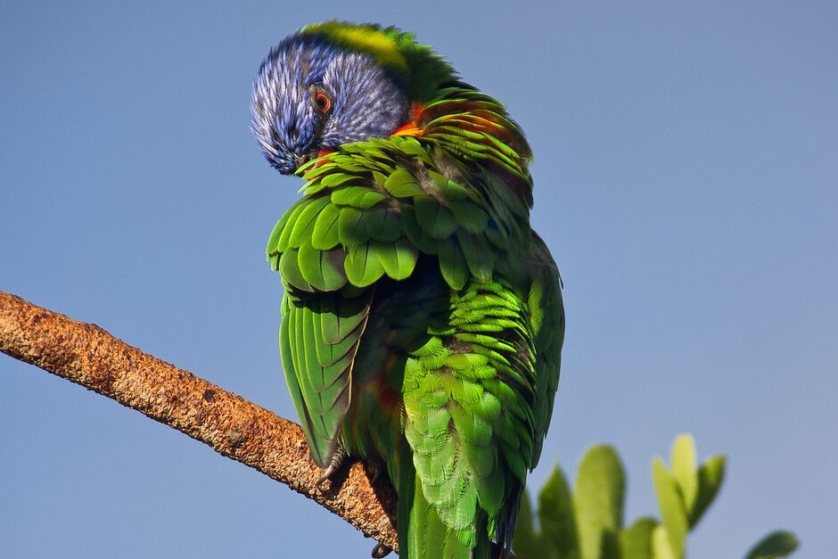 Tiere auf Dominica: Kaiseramazone © sandid auf Pixabay