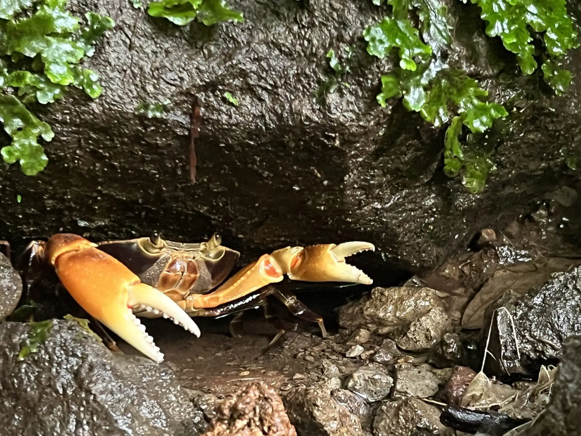 Krabbe auf Dominica © Thomas Kimmel