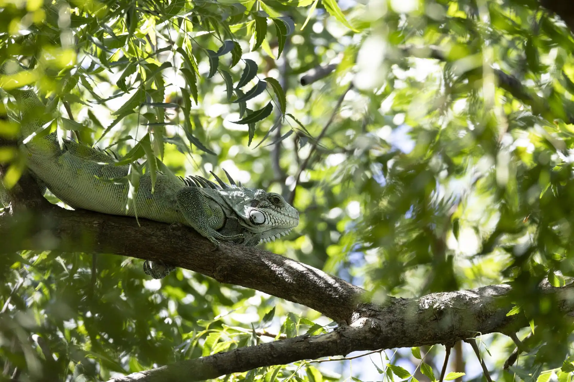 Grüner Leguan auf Dominica © Thomas Kimmel